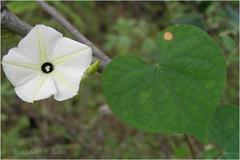 Ipomoea obscura